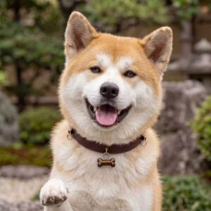 vintage bone charm leather pet collar | adjustable medium large dog collar for akita/shiba inu